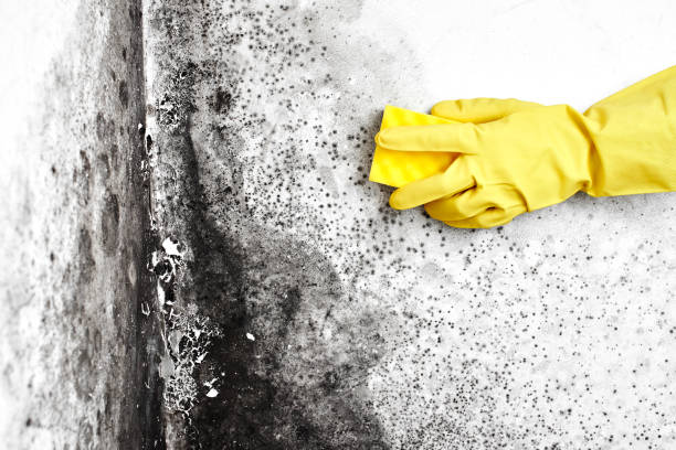 Best Asbestos and Lead Testing During Mold Inspection  in West Pittston, PA